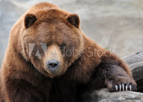 Picture of Grizzly bear portrait